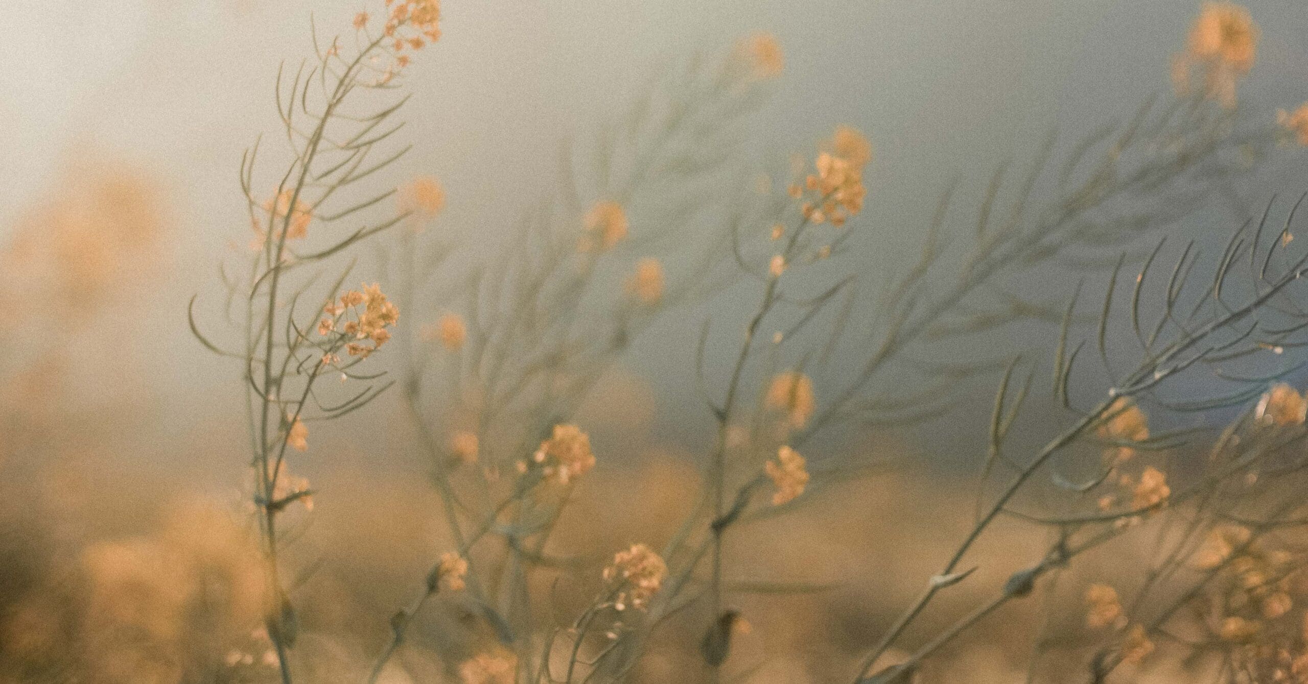 3 Practices for Growing in Gratitude