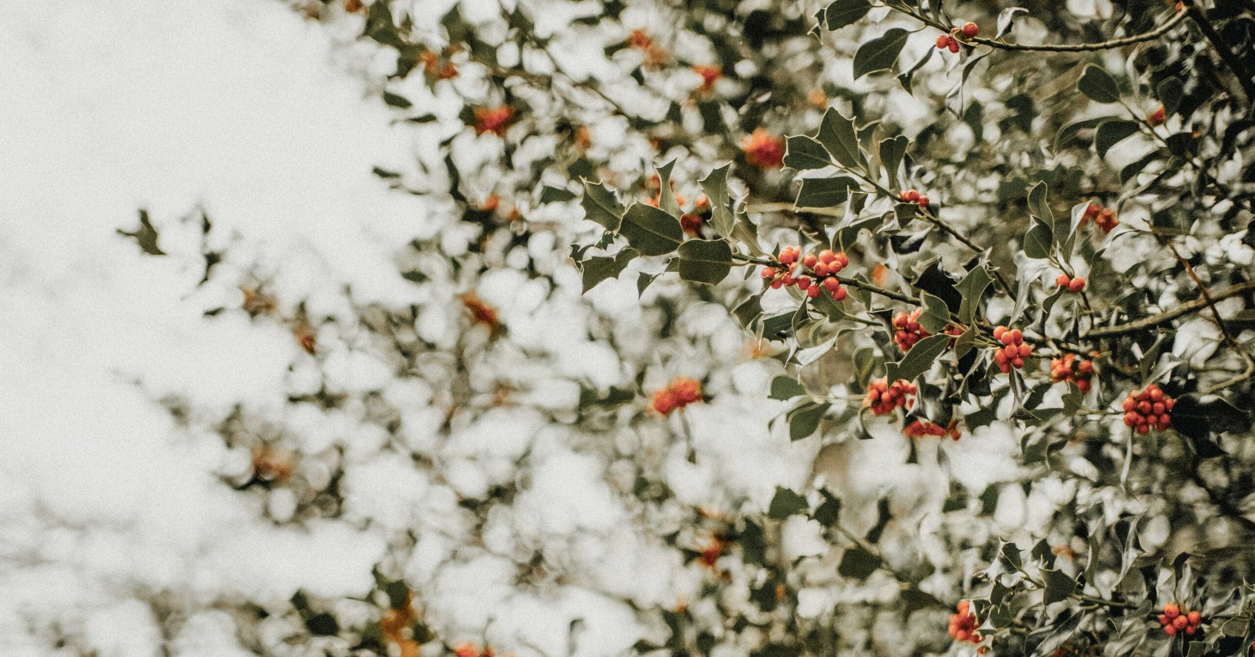 What Does "Immanuel, God With Us" Mean?
