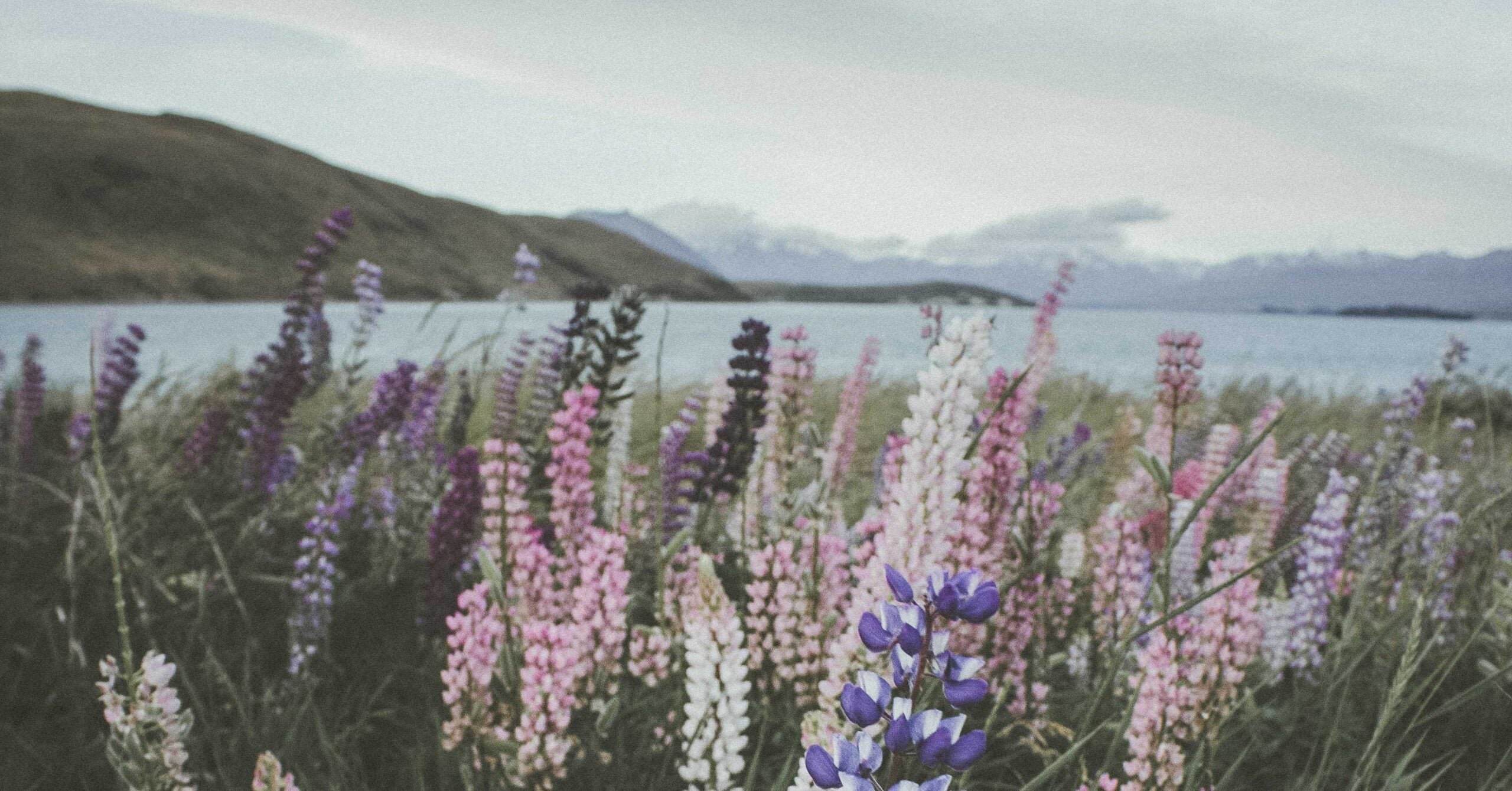 Growing a Resilient Faith That Flourishes and Endures