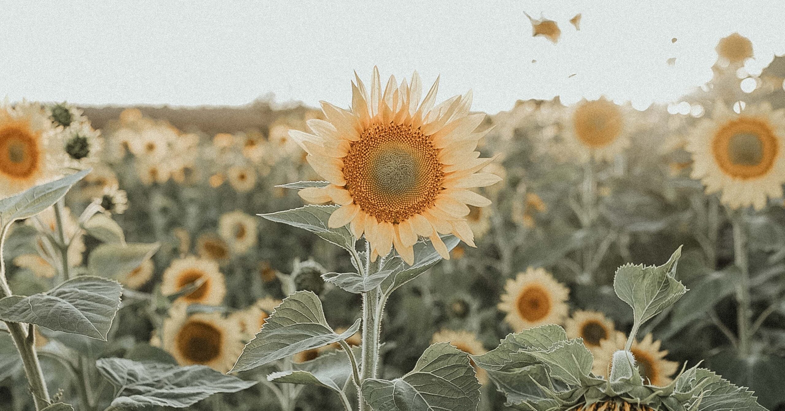 What Does it Mean To Seek First God's Kingdom?