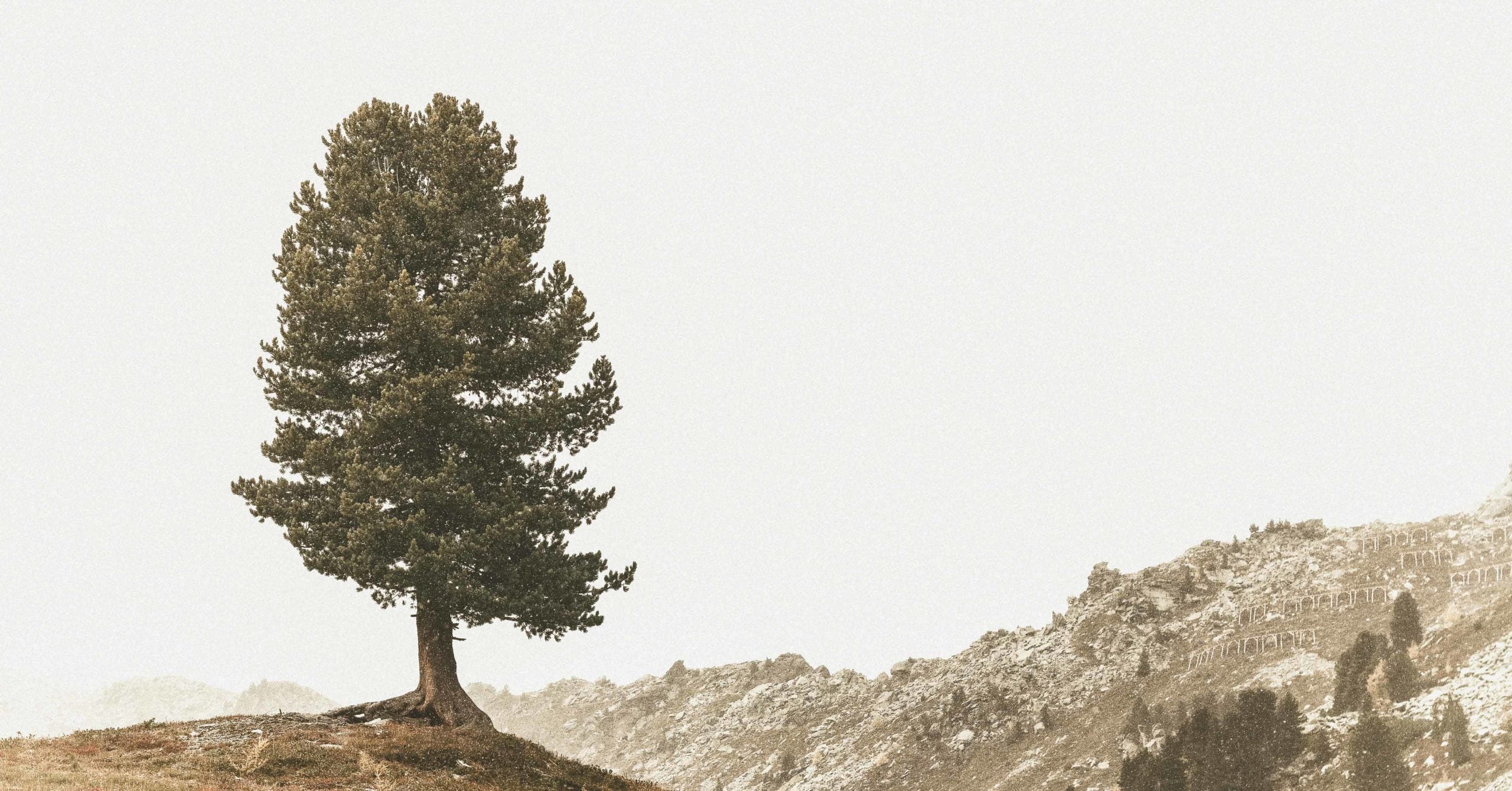 What Can a Tree Teach Us About Trusting God's Promises?