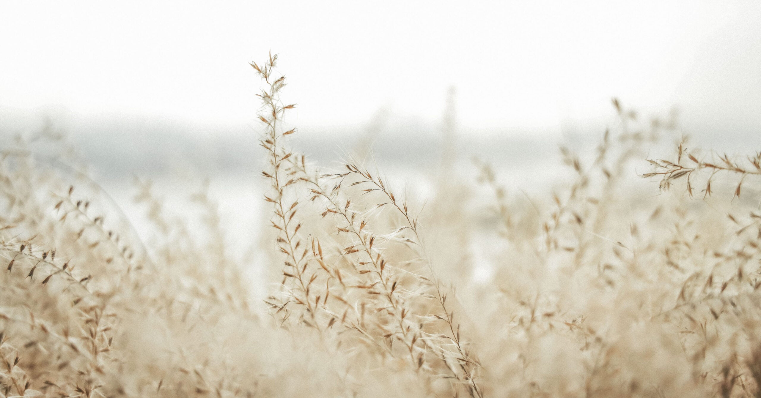 Experiencing Jesus' Compassion - A Matthew 14 Study and the Feeding of the Five Thousand