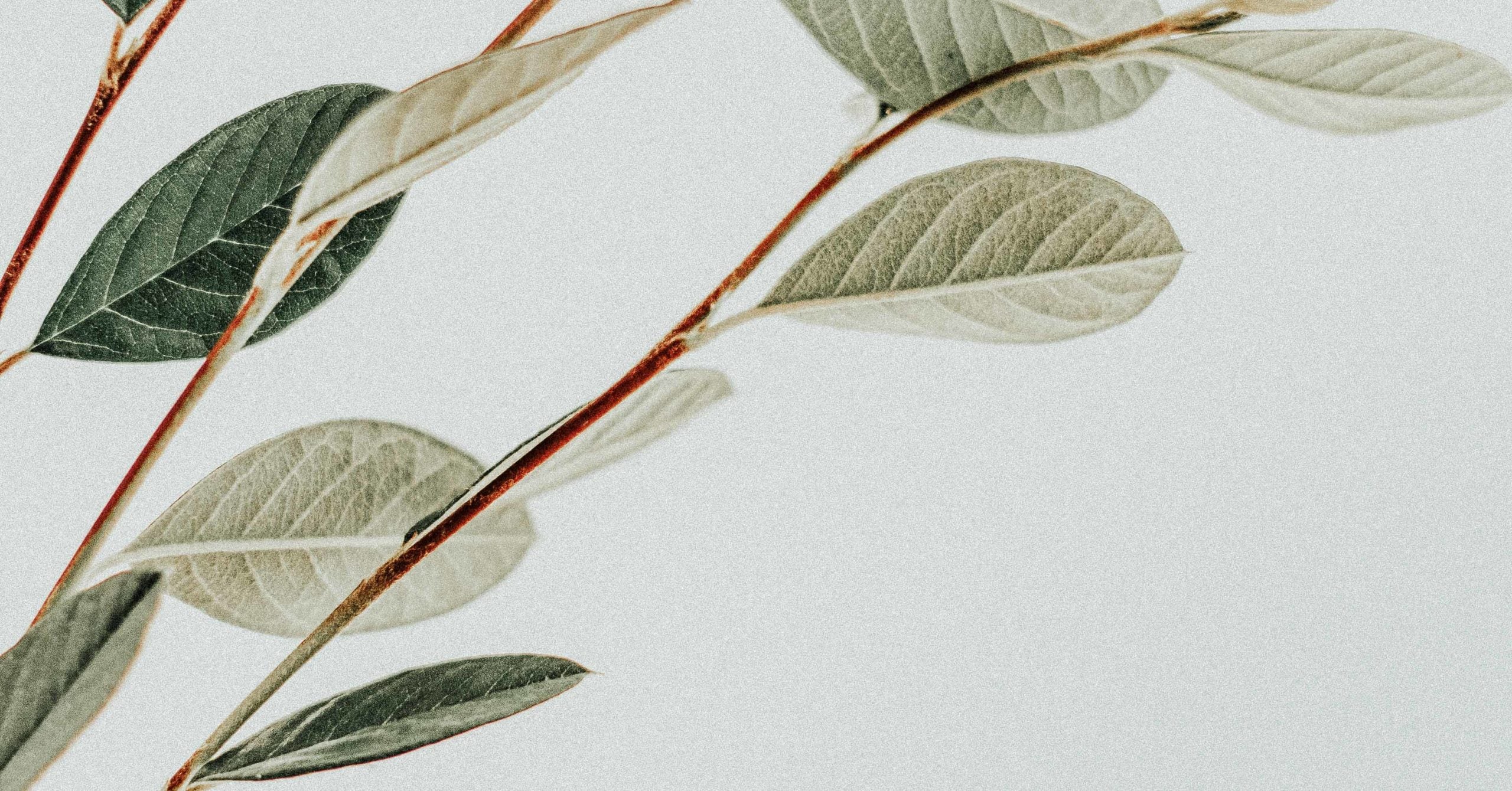 3 Promises for Abiding in Christ: A John 15 Study