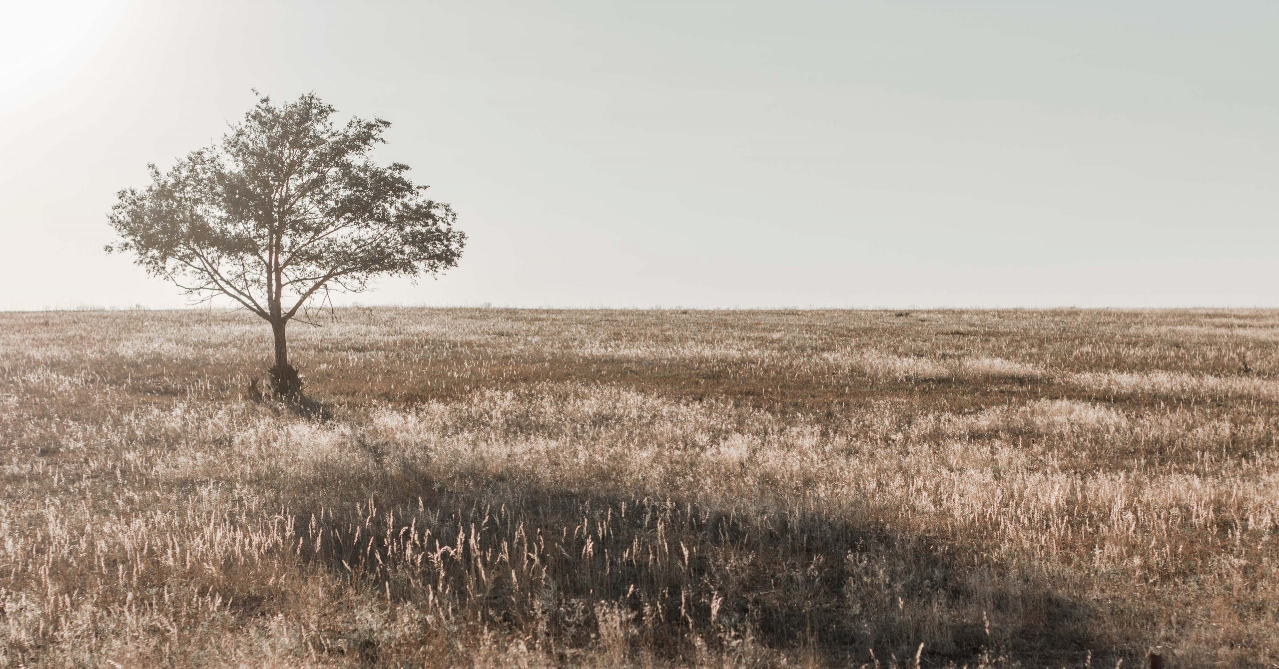 Wheat field and tree