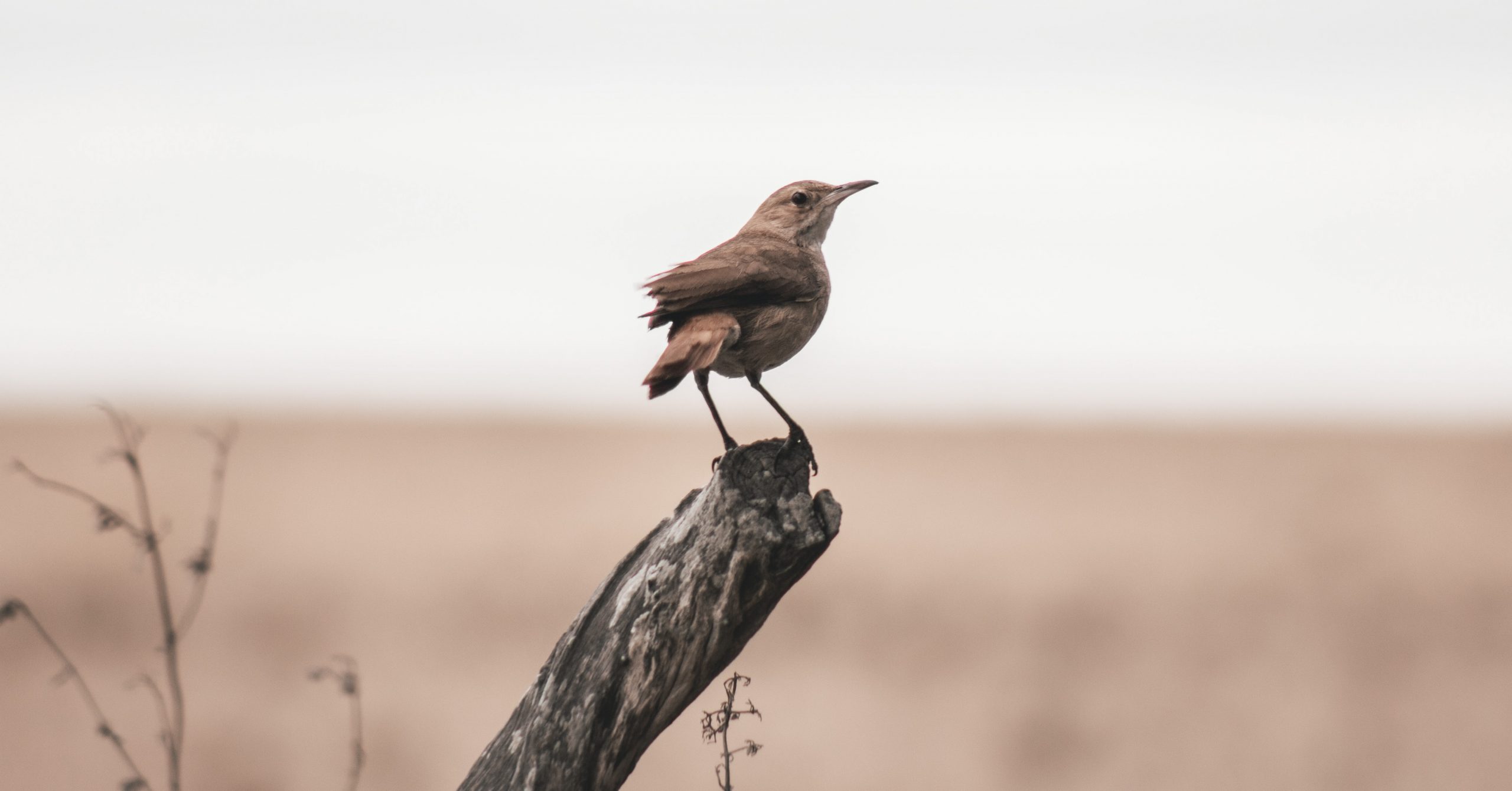 Bird on branch